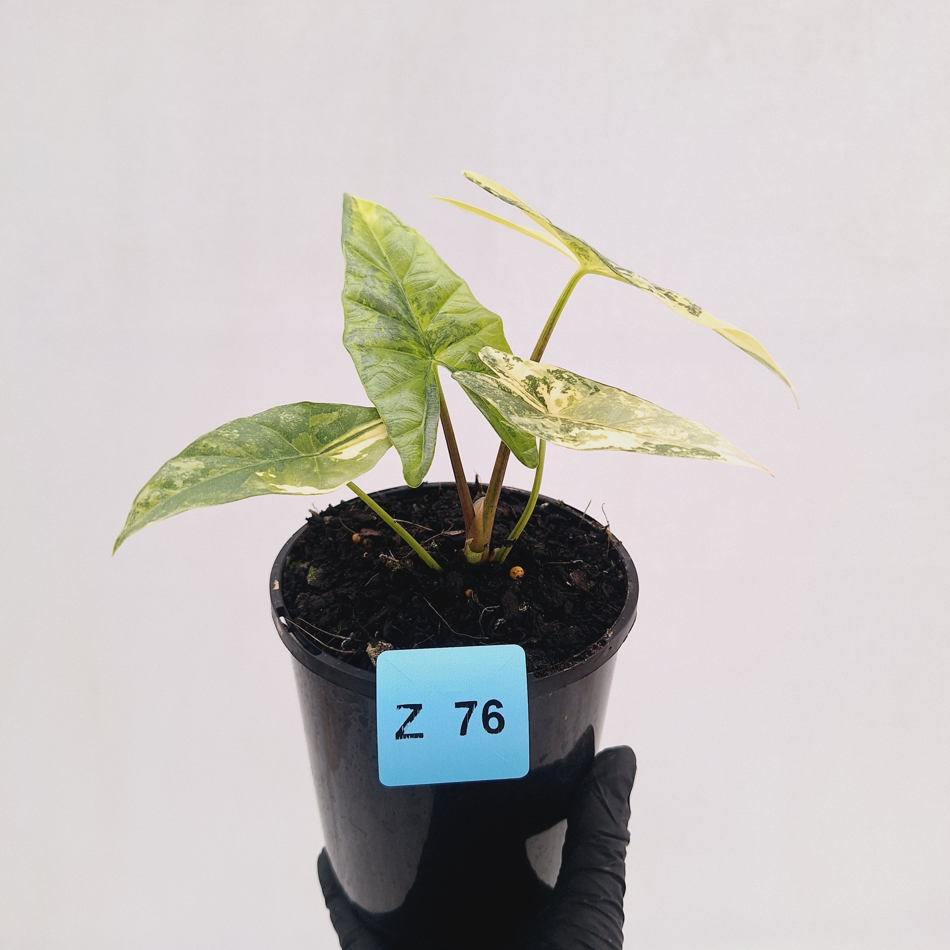 Alocasia ‘Simpo Aurea’ Variegata