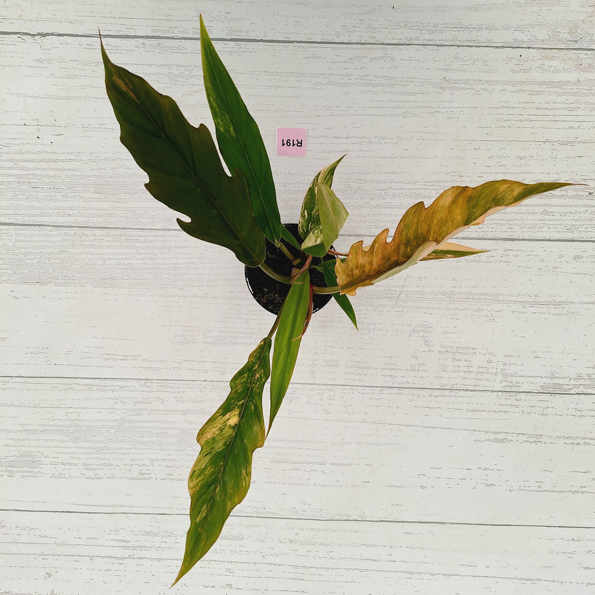 Philodendron serratum 'Caramel Marble'