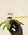 Epipremnum amplissimum variegata 'Albo'