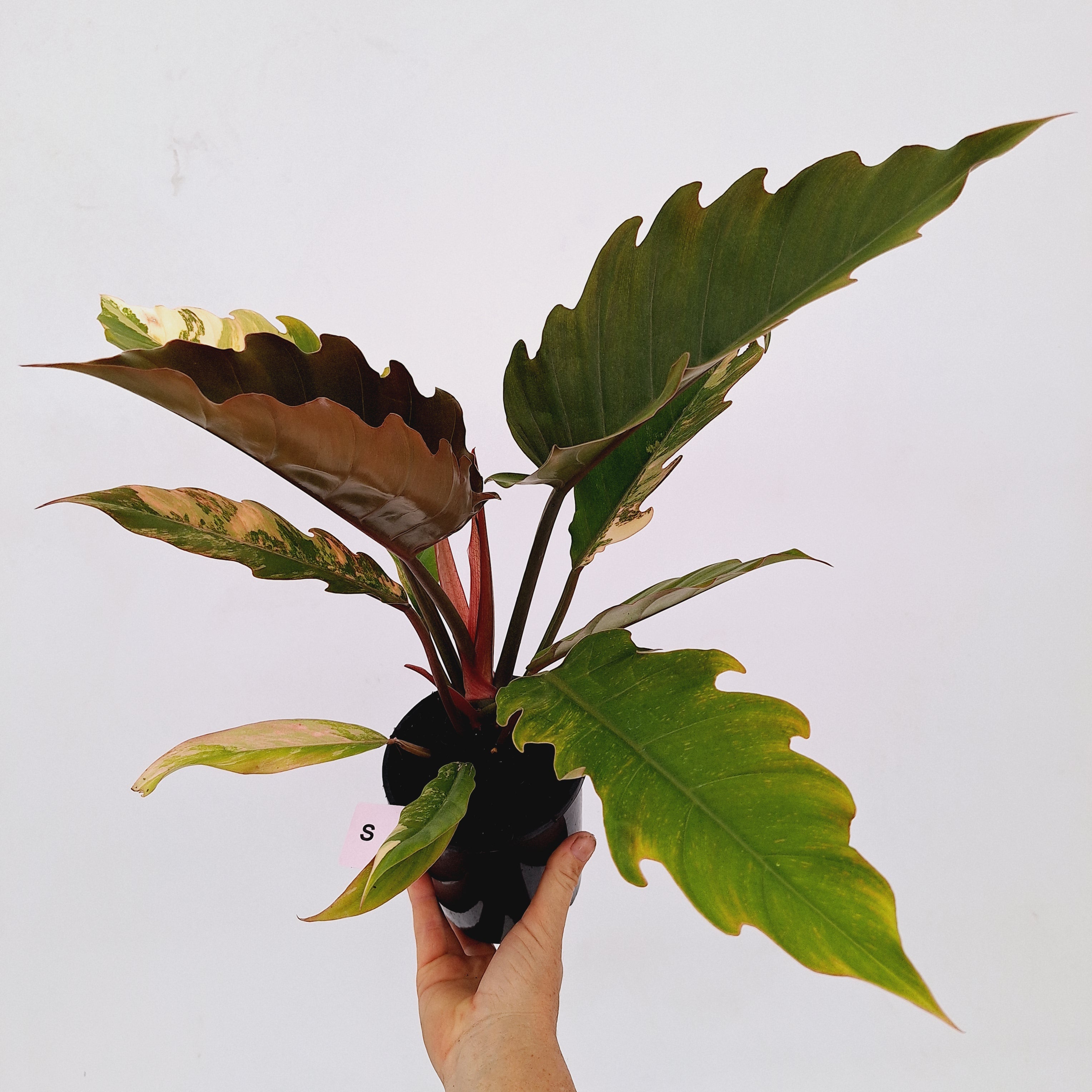 Philodendron serratum Caramel Marble
