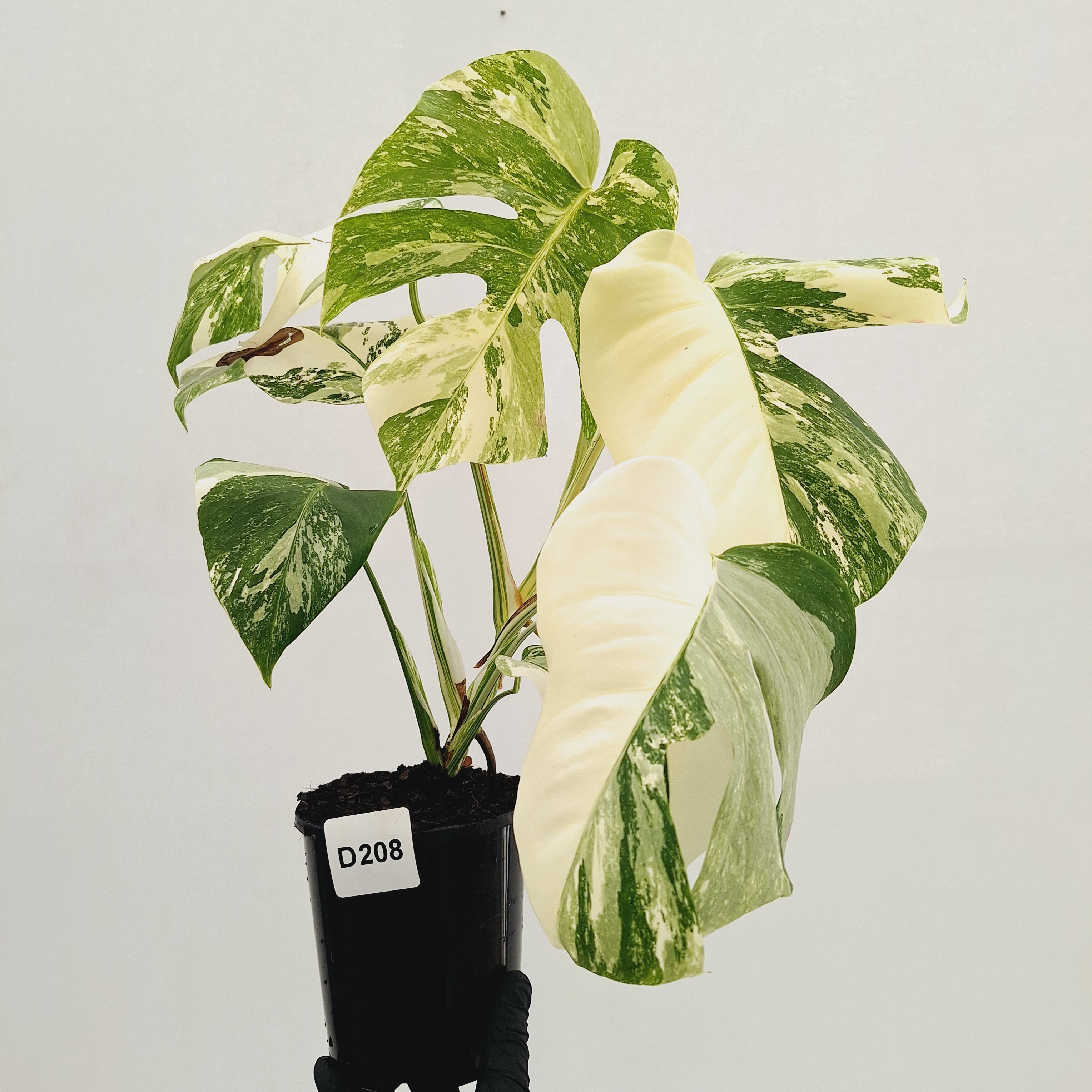 Monstera borsigiana 'Albo'