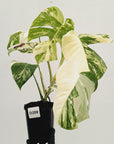 Monstera borsigiana 'Albo'