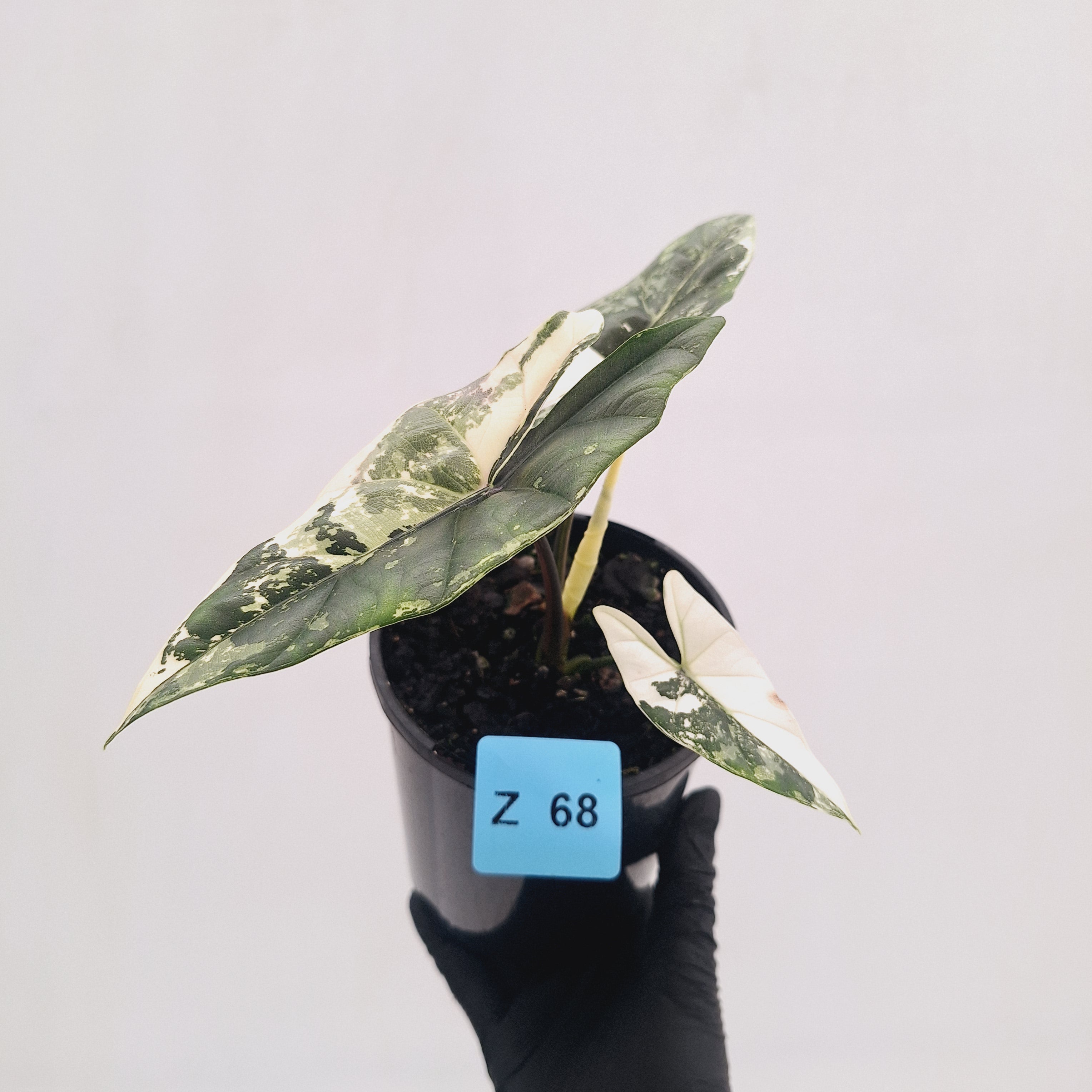 Alocasia ‘Simpo Albo’ Variegata - SALE