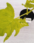 Philodendron warscewiczii Gold Variegata