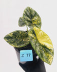 Alocasia sinuata Variegata
