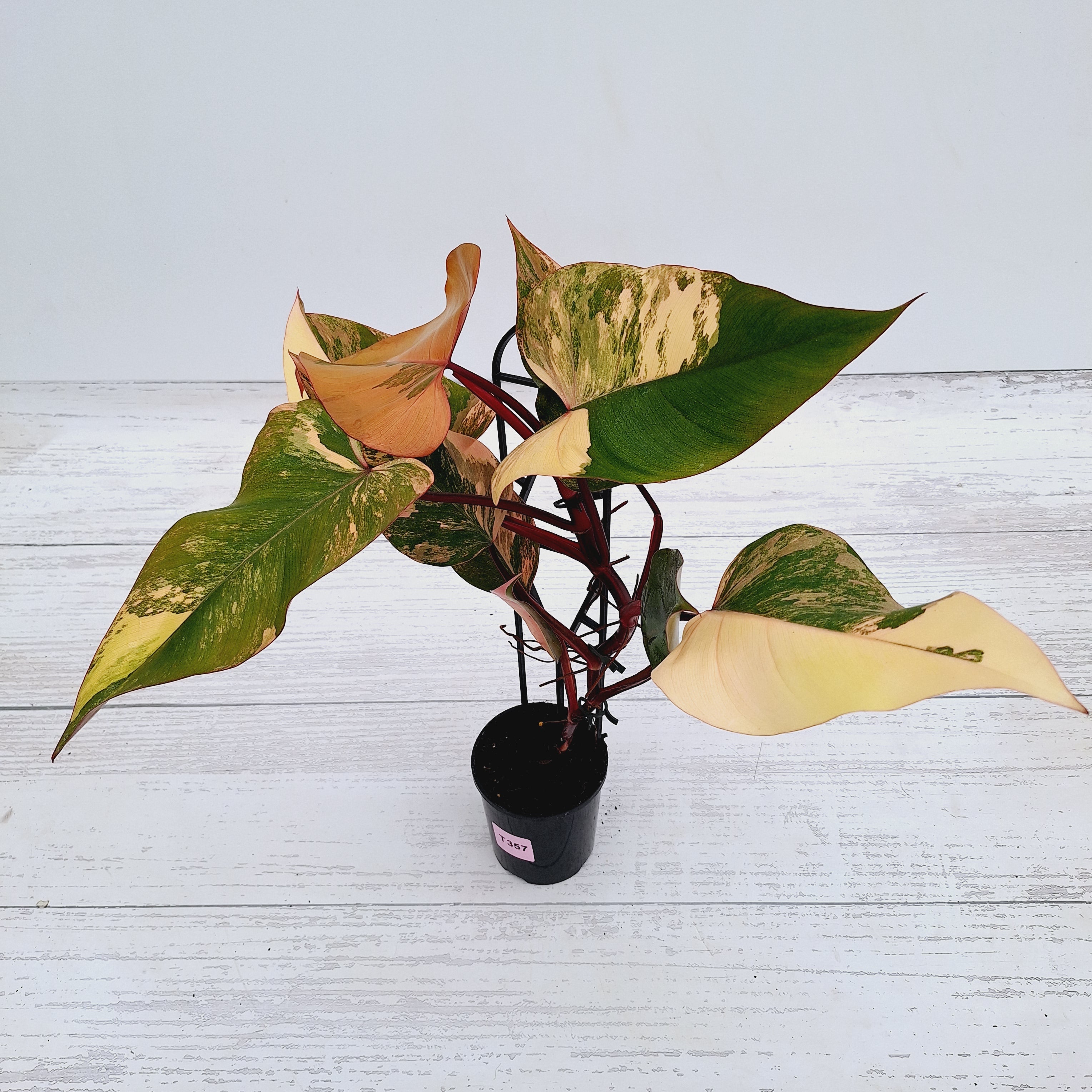 Philodendron erubescens Strawberry Shake