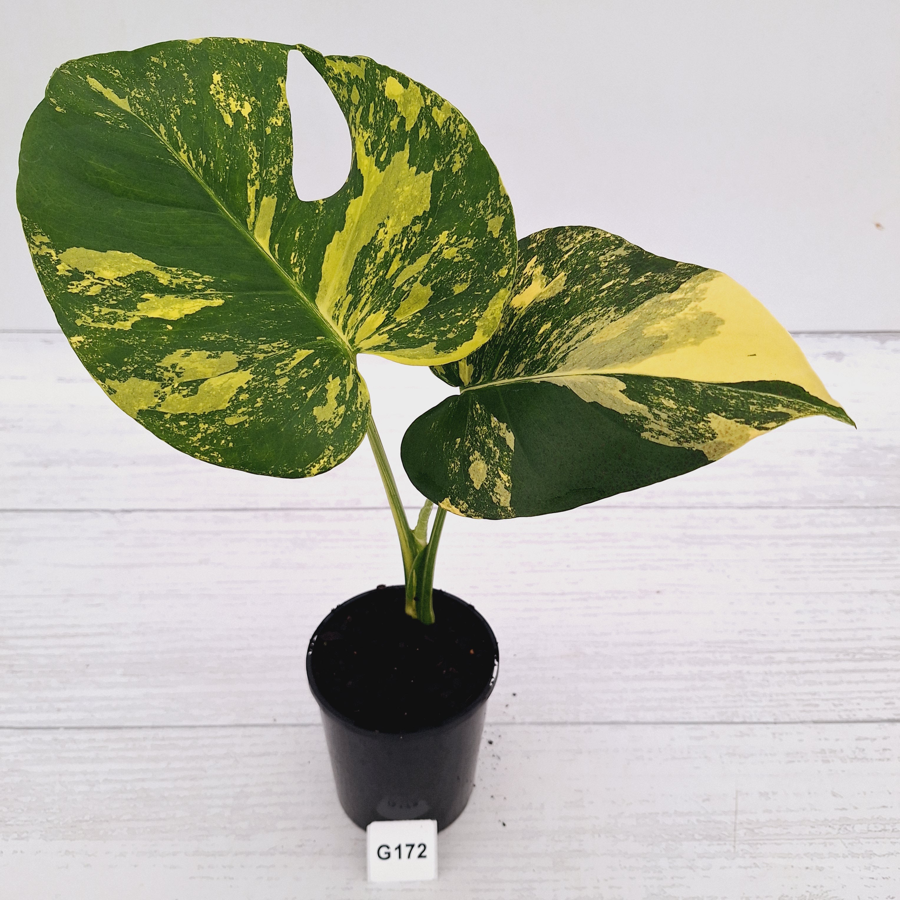 Monstera deliciosa Variegata