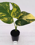 Monstera deliciosa Variegata