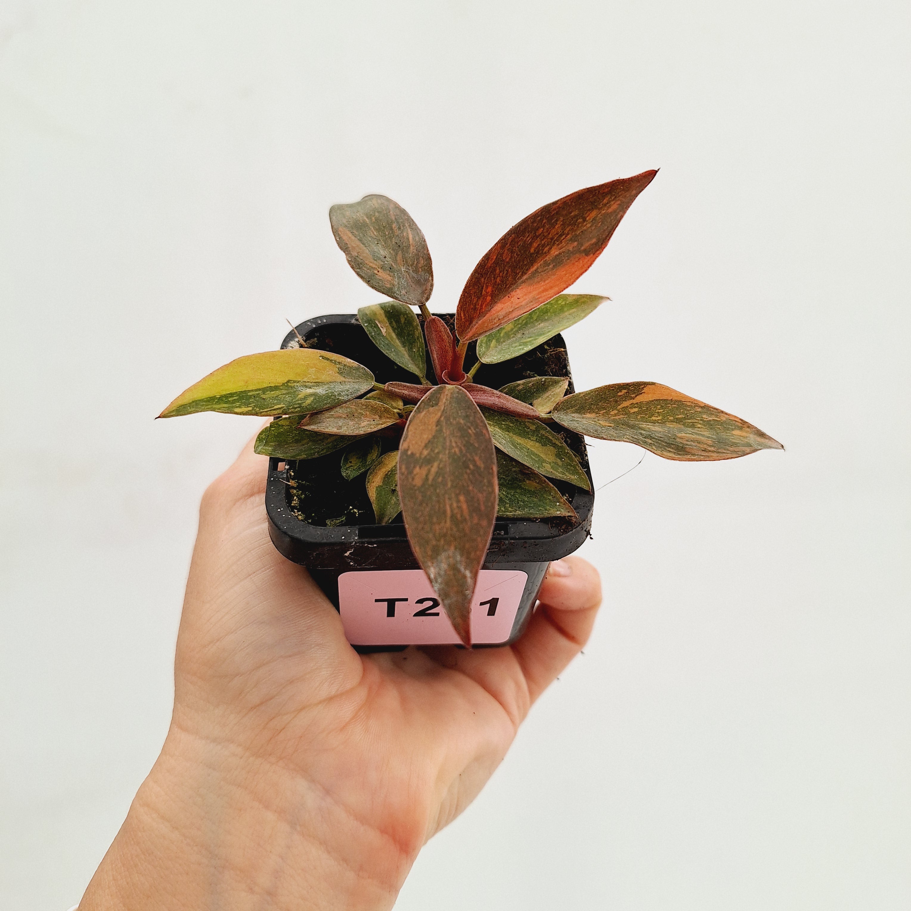 Philodendron &#39;Orange Princess&#39;