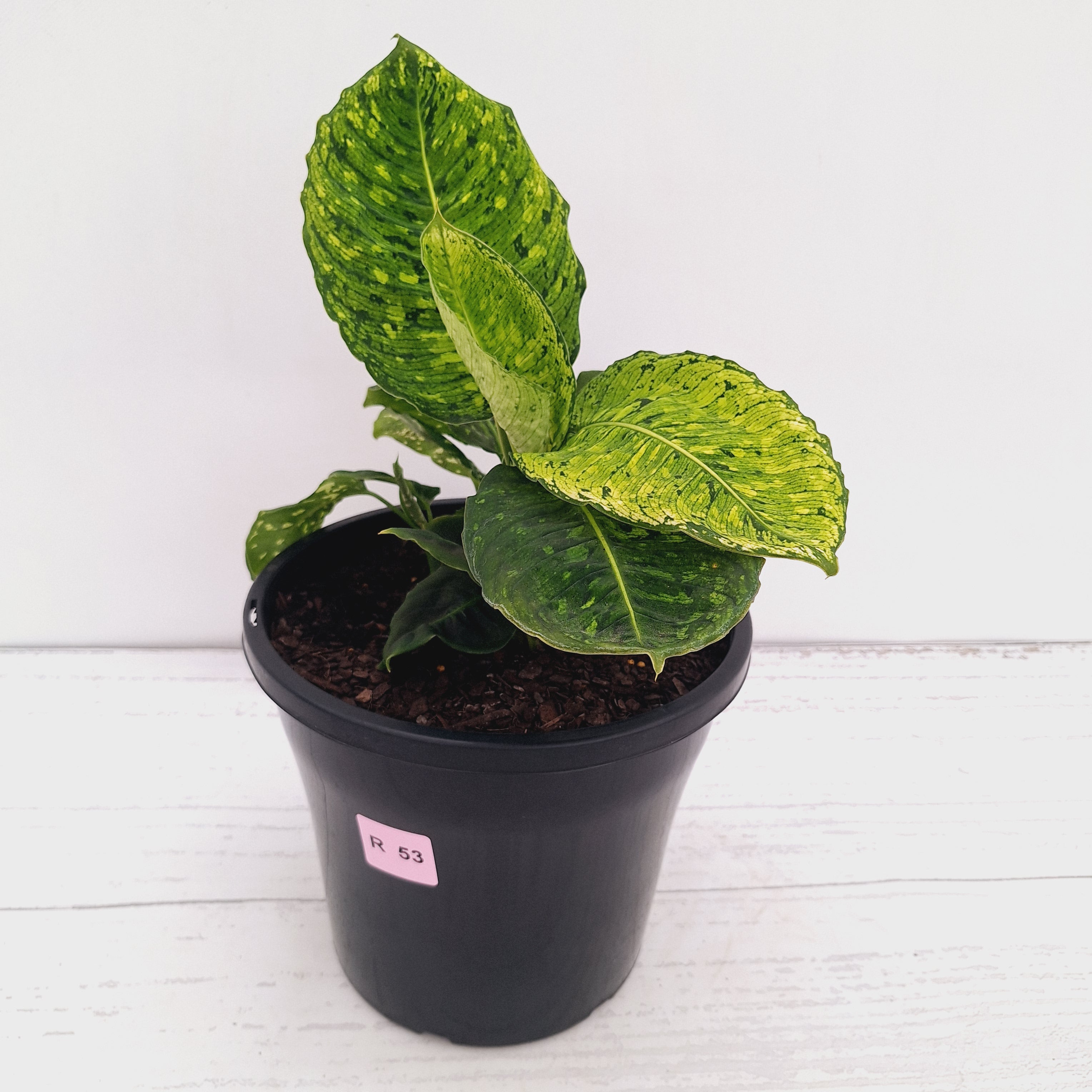 Dieffenbachia maculata 'Reflector' Variegata