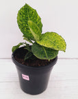 Dieffenbachia maculata 'Reflector' Variegata