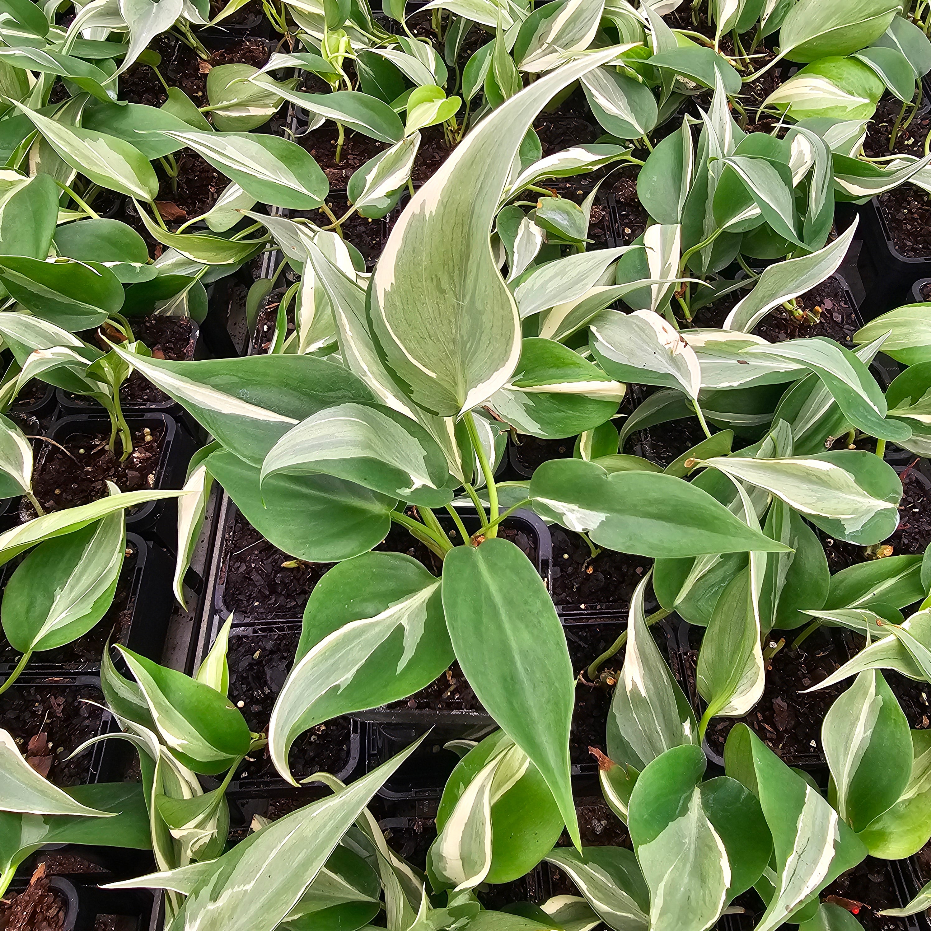 philodendron hederaceum 'rio' Philodendron hederaceum 'Rio' – Enliven Plants