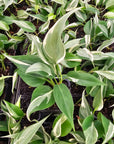 Philodendron hederaceum 'Rio'