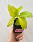 Homalomena rubescens Golden Hibiscus’ SALE