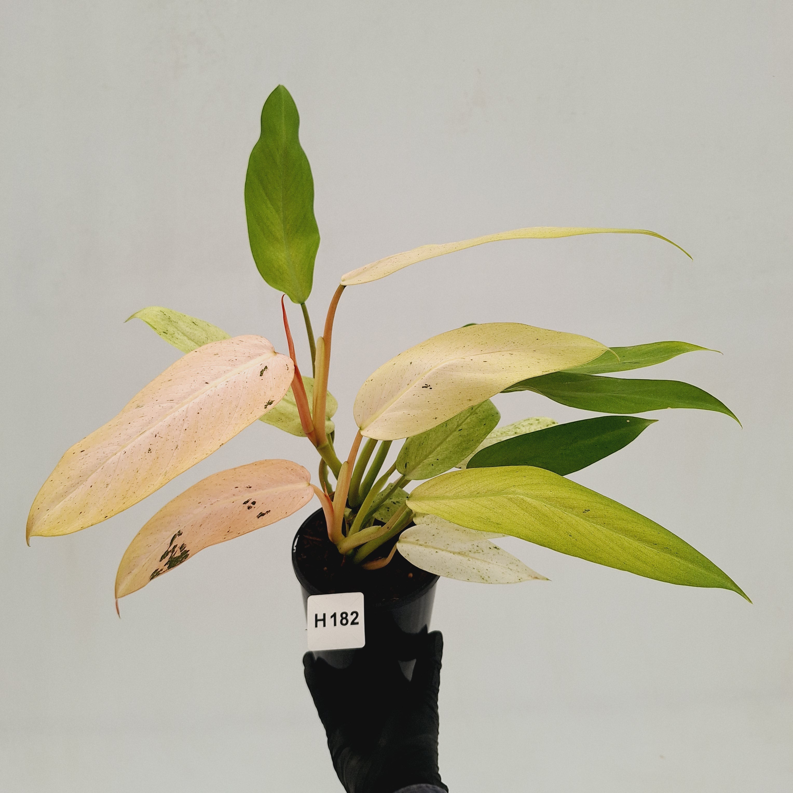 Philodendron  'Whipple Way'