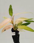 Philodendron  'Whipple Way'