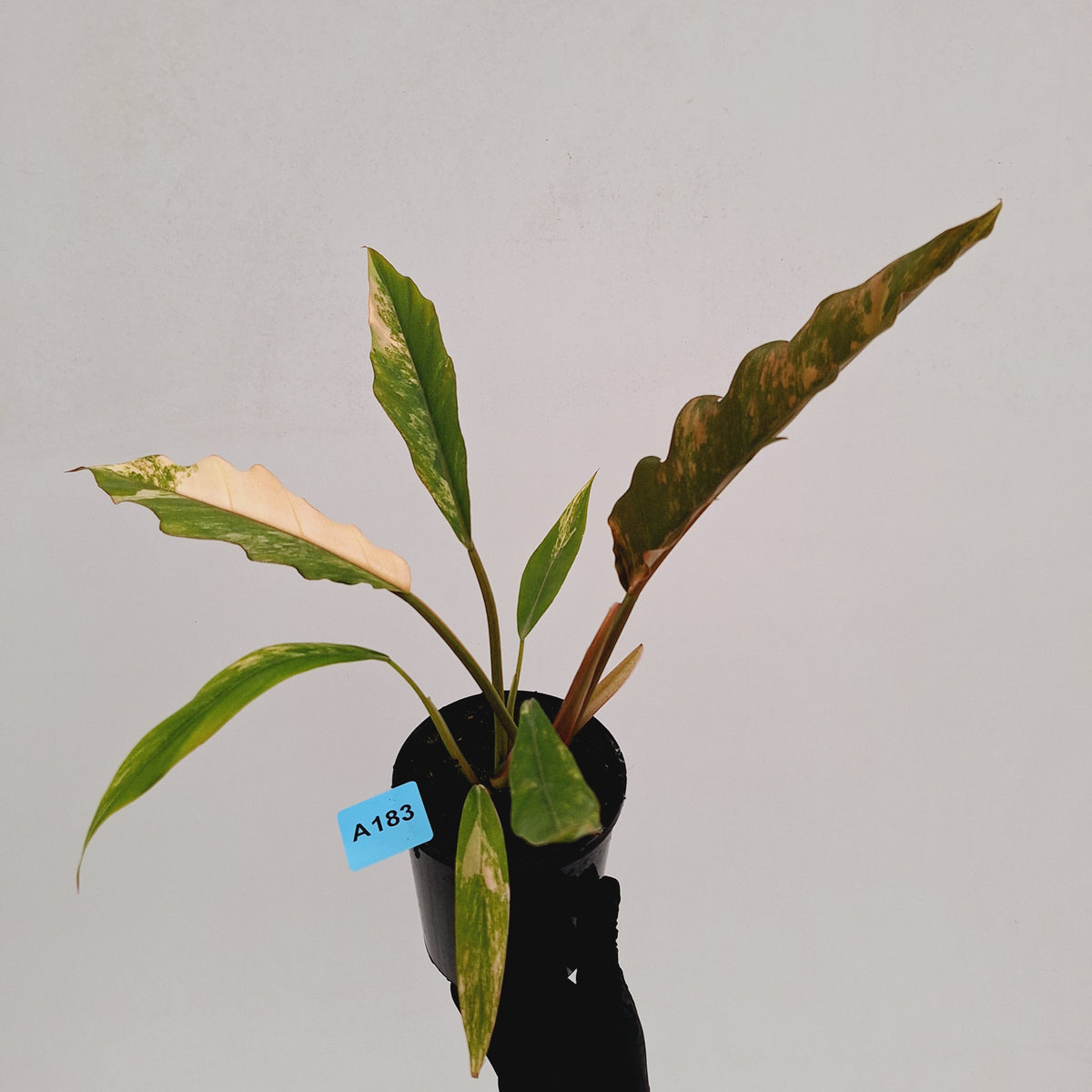 Philodendron serratum 'Caramel Marble' -flash sale