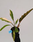 Philodendron serratum 'Caramel Marble' -flash sale