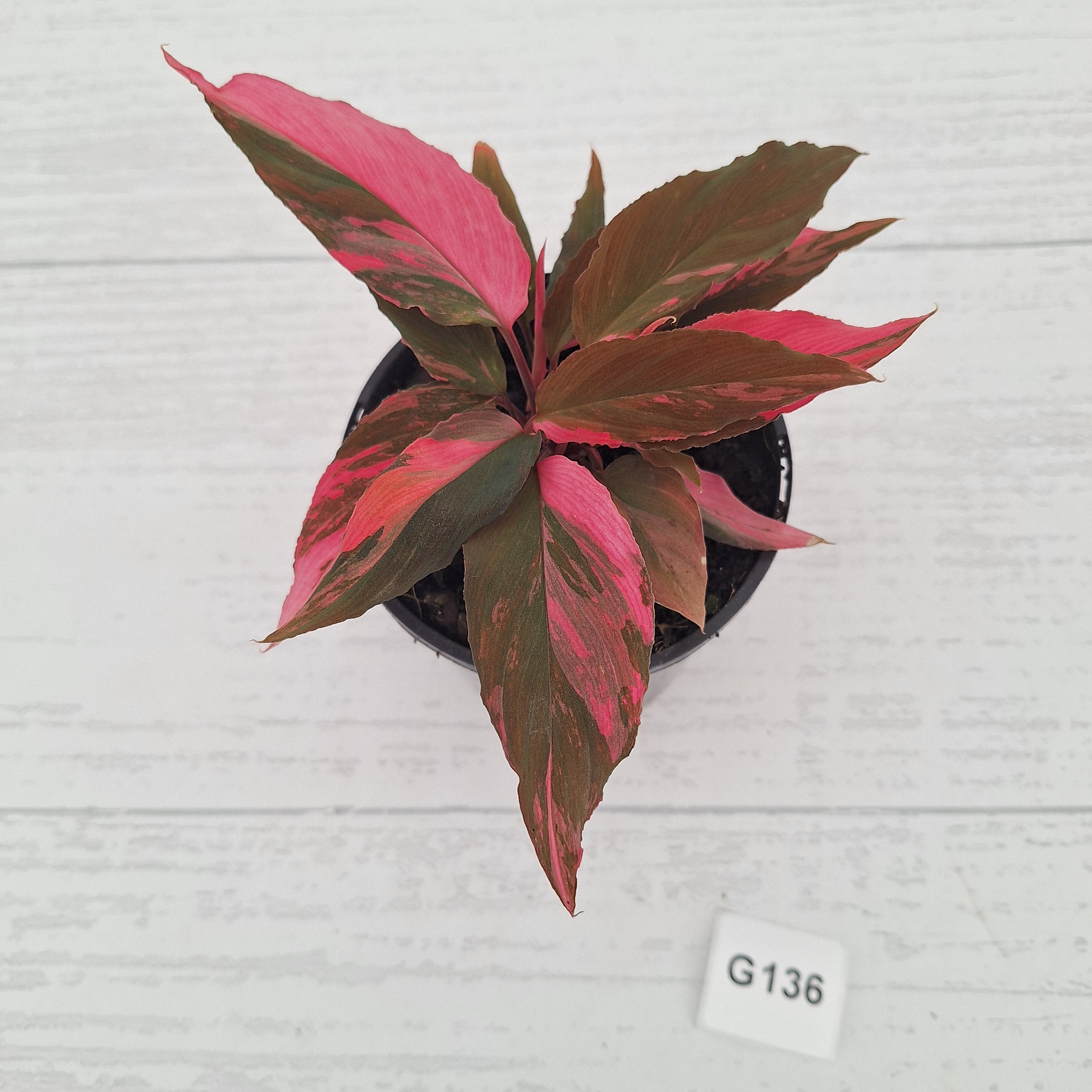 Homalomena Humilis Jungle Satin Variegata