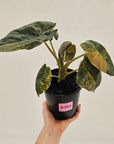 Alocasia ‘wentii’ Variegated - SALE