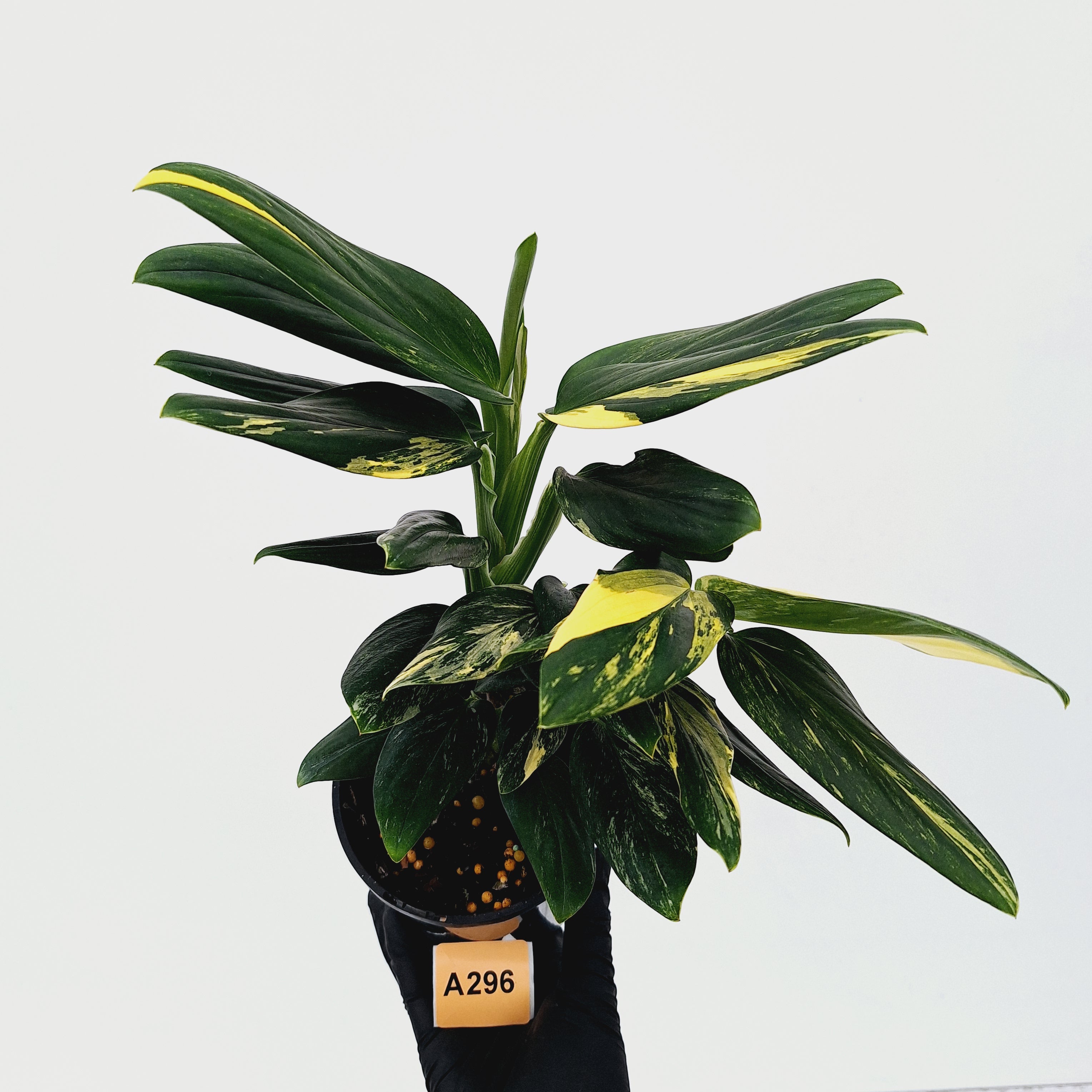 Monstera standleyana &#39;Cobra&#39;