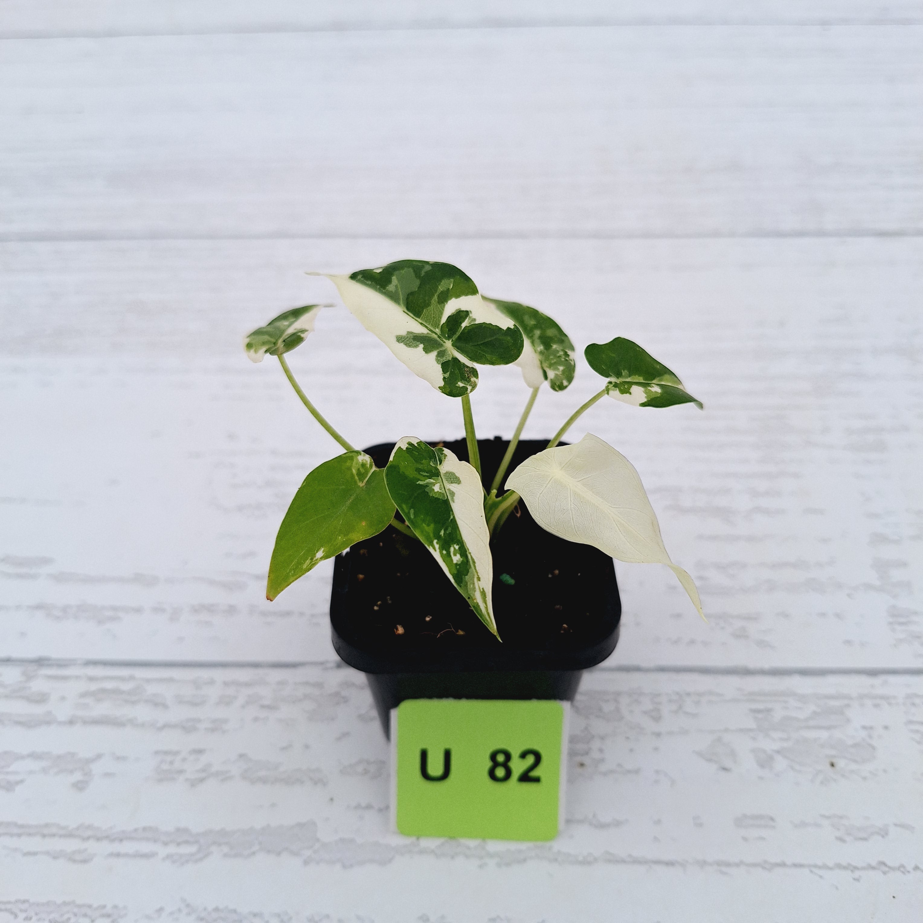 Alocasia Okinawa Silver