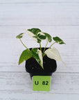 Alocasia Okinawa Silver