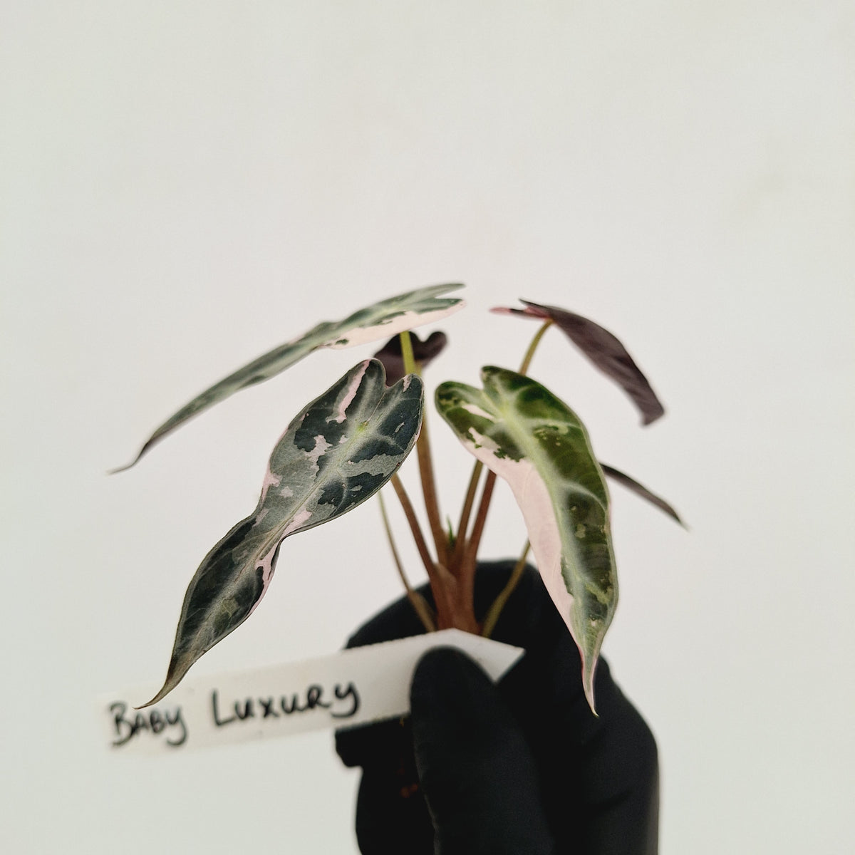 Alocasia Amazonica bambino Variegata - Bare Bottom Baby