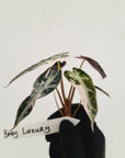 Alocasia Amazonica bambino Variegata - Bare Bottom Baby