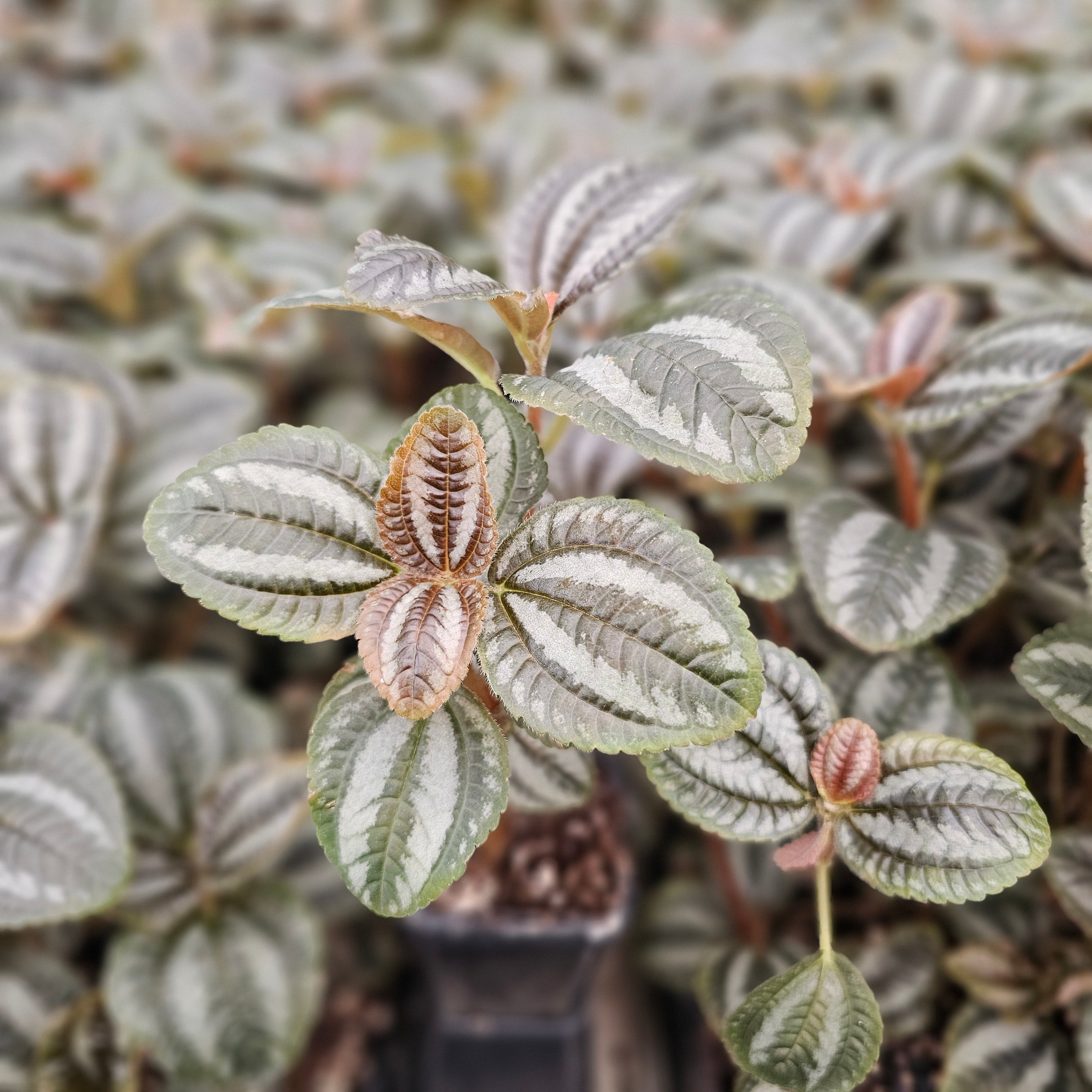 Pilea involucrata 'Norfolk'