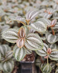 Pilea involucrata 'Norfolk'