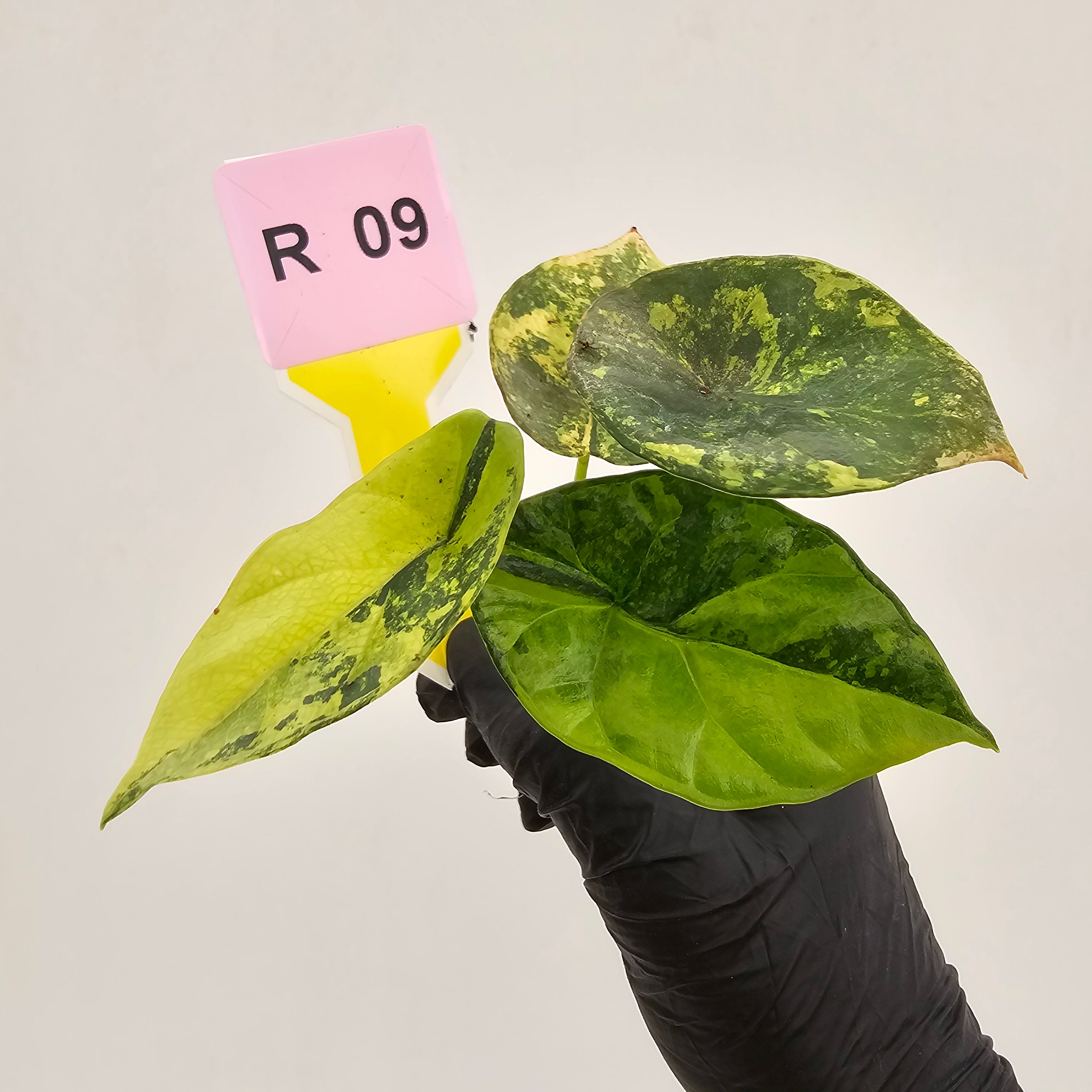 Alocasia sinuata Variegata - Bare Bottom Baby
