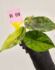 Alocasia sinuata Variegata - Bare Bottom Baby