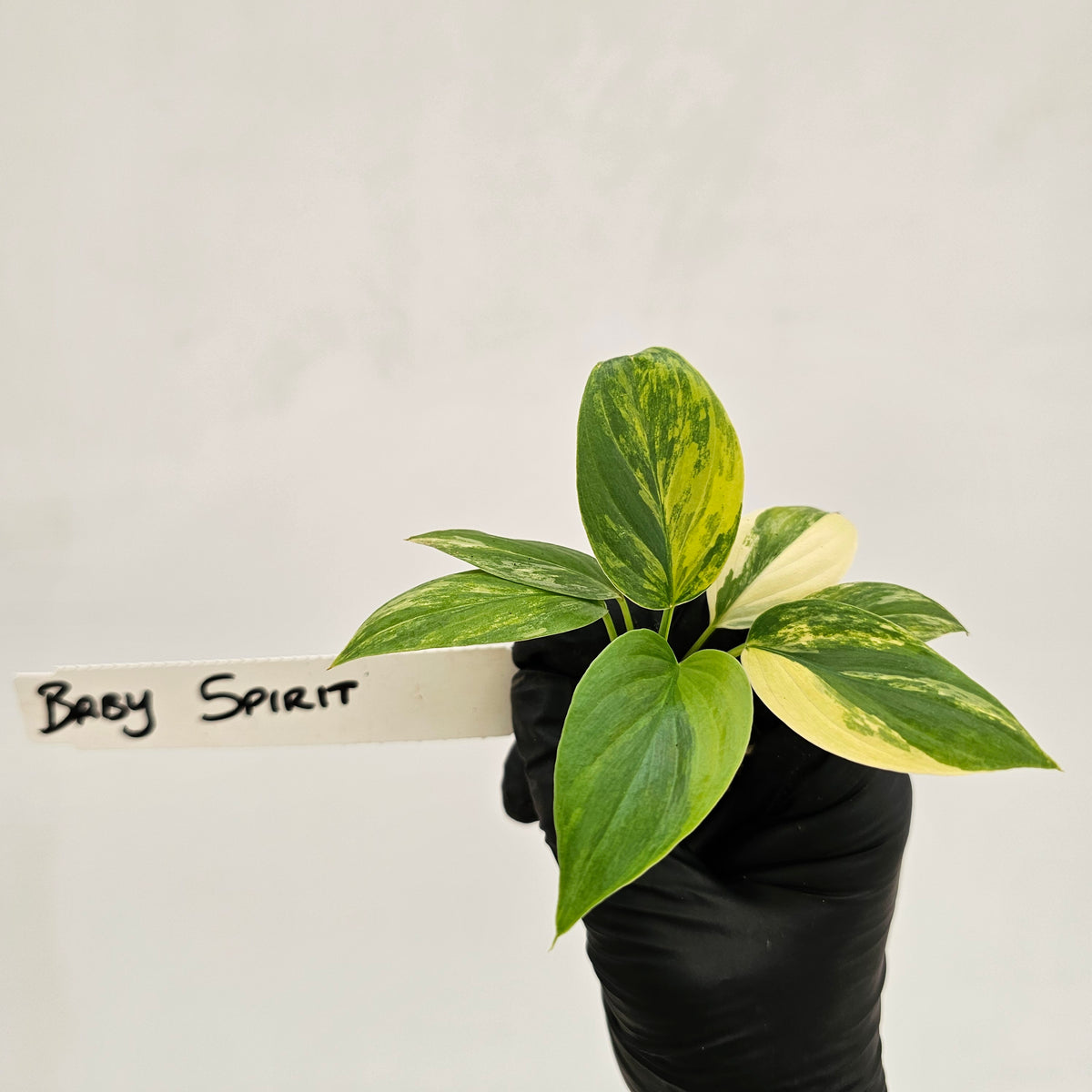 Homalomena rubescens Variegata - Bare Bottom Baby