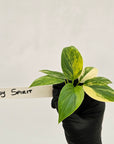 Homalomena rubescens Variegata - Bare Bottom Baby