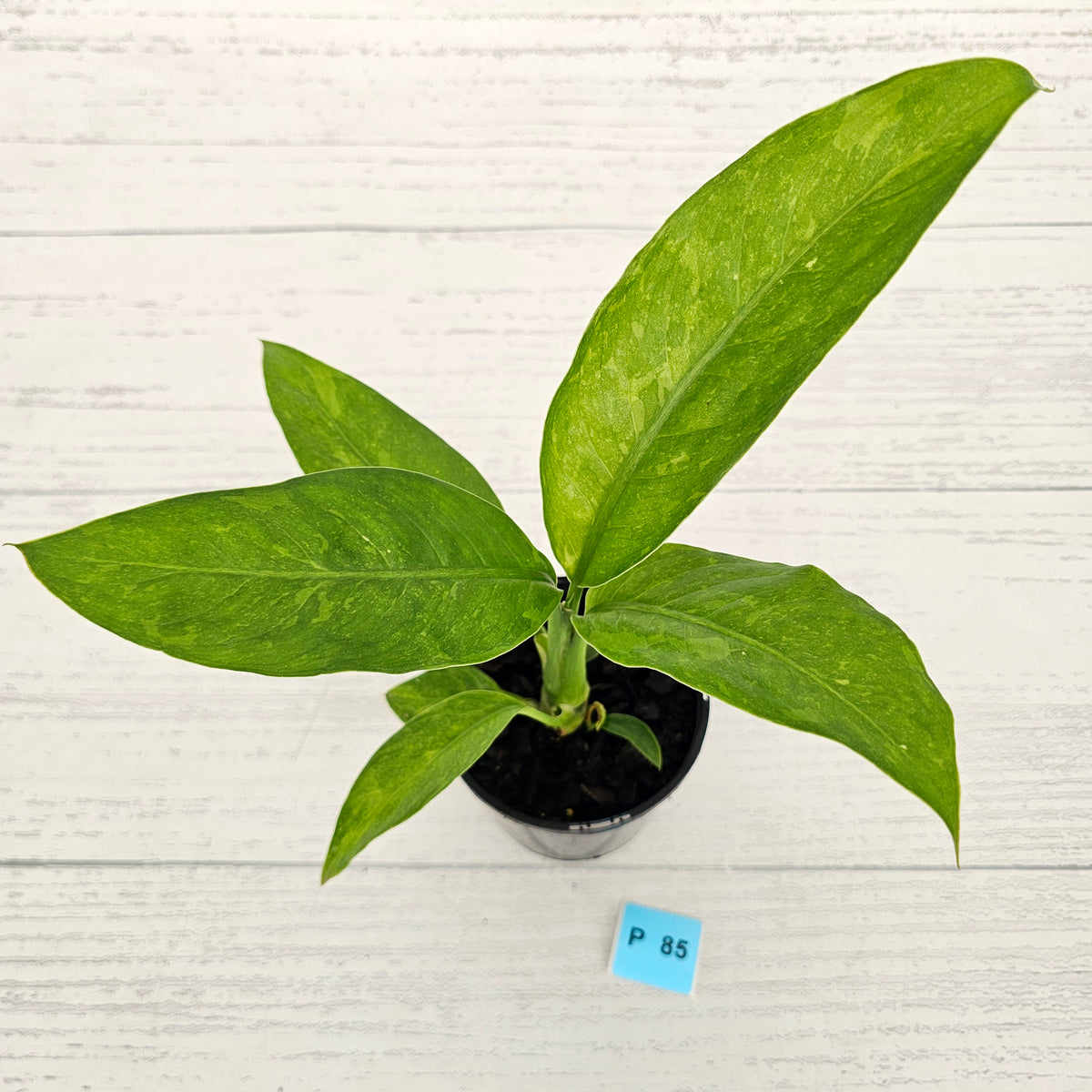 Dieffenbachia maculata 'White Etna' sport