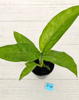 Dieffenbachia maculata 'White Etna' sport