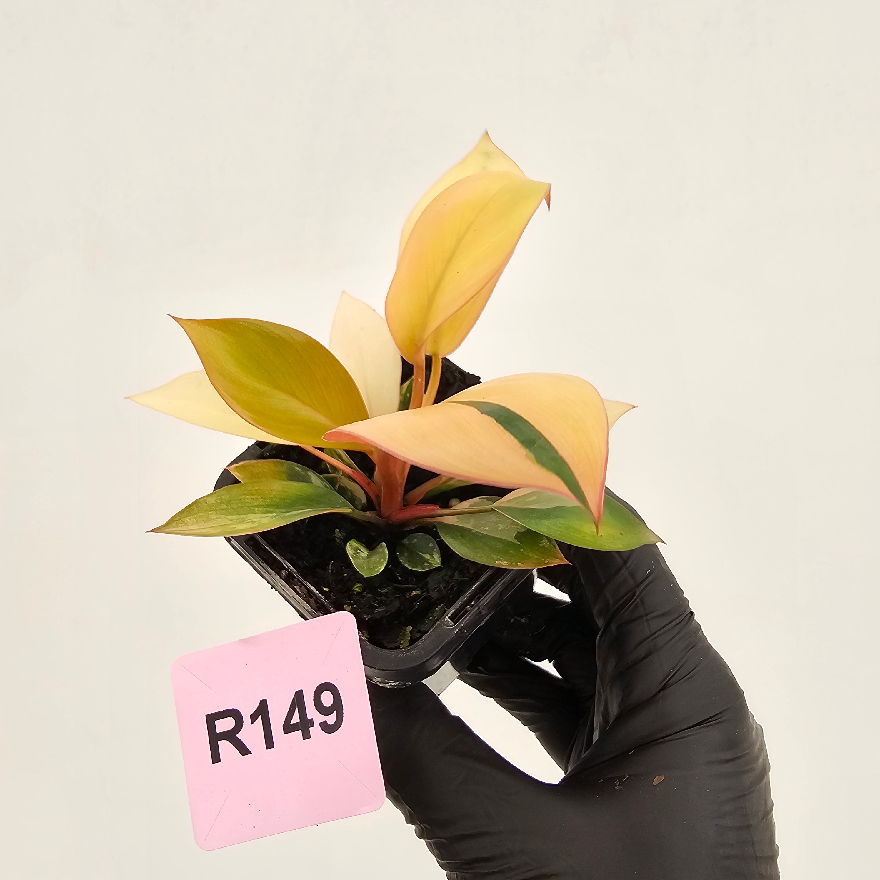 Philodendron 'Rojo Congo Variegated' 70mm