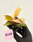 Philodendron 'Rojo Congo Variegated' 70mm