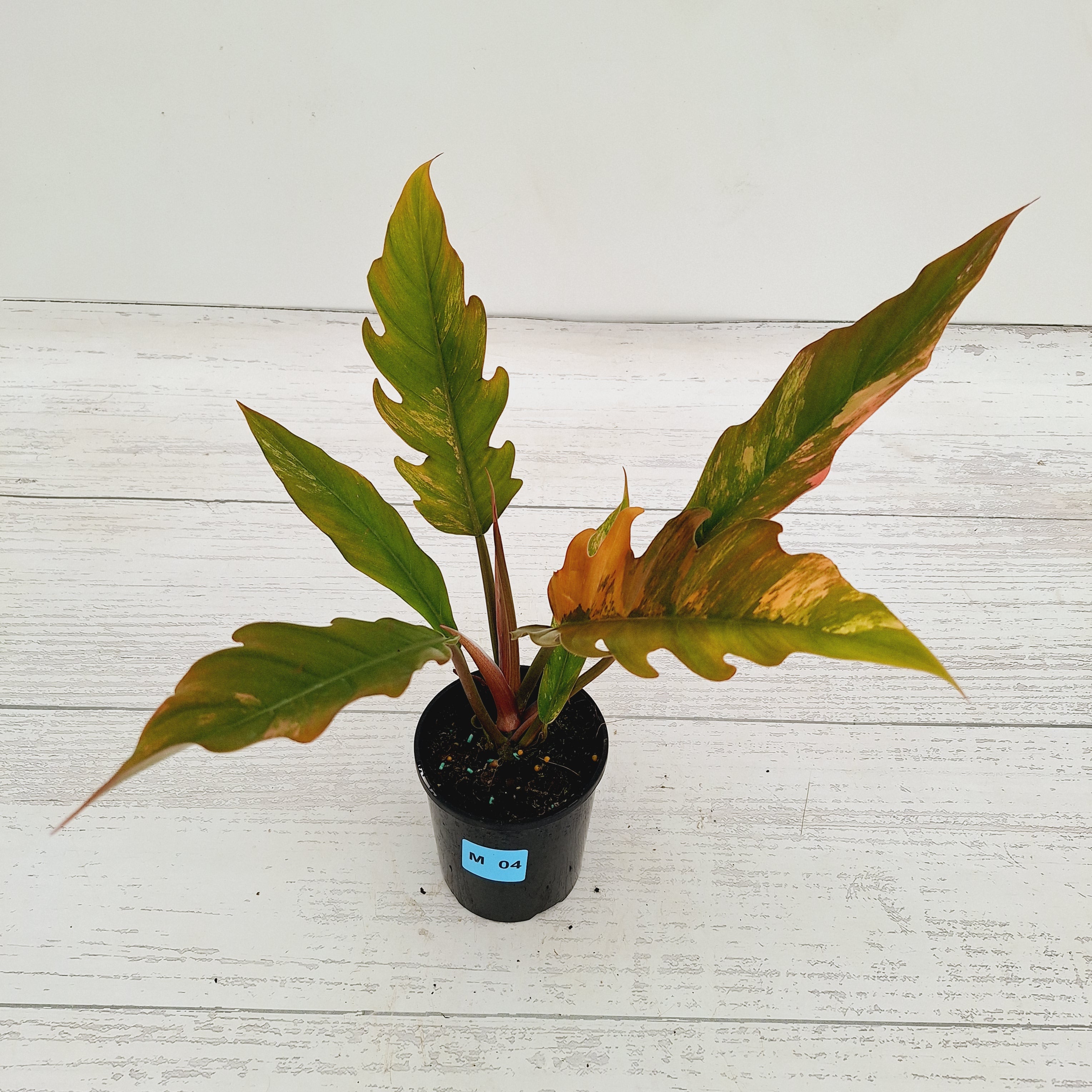 Philodendron serratum Caramel Marble