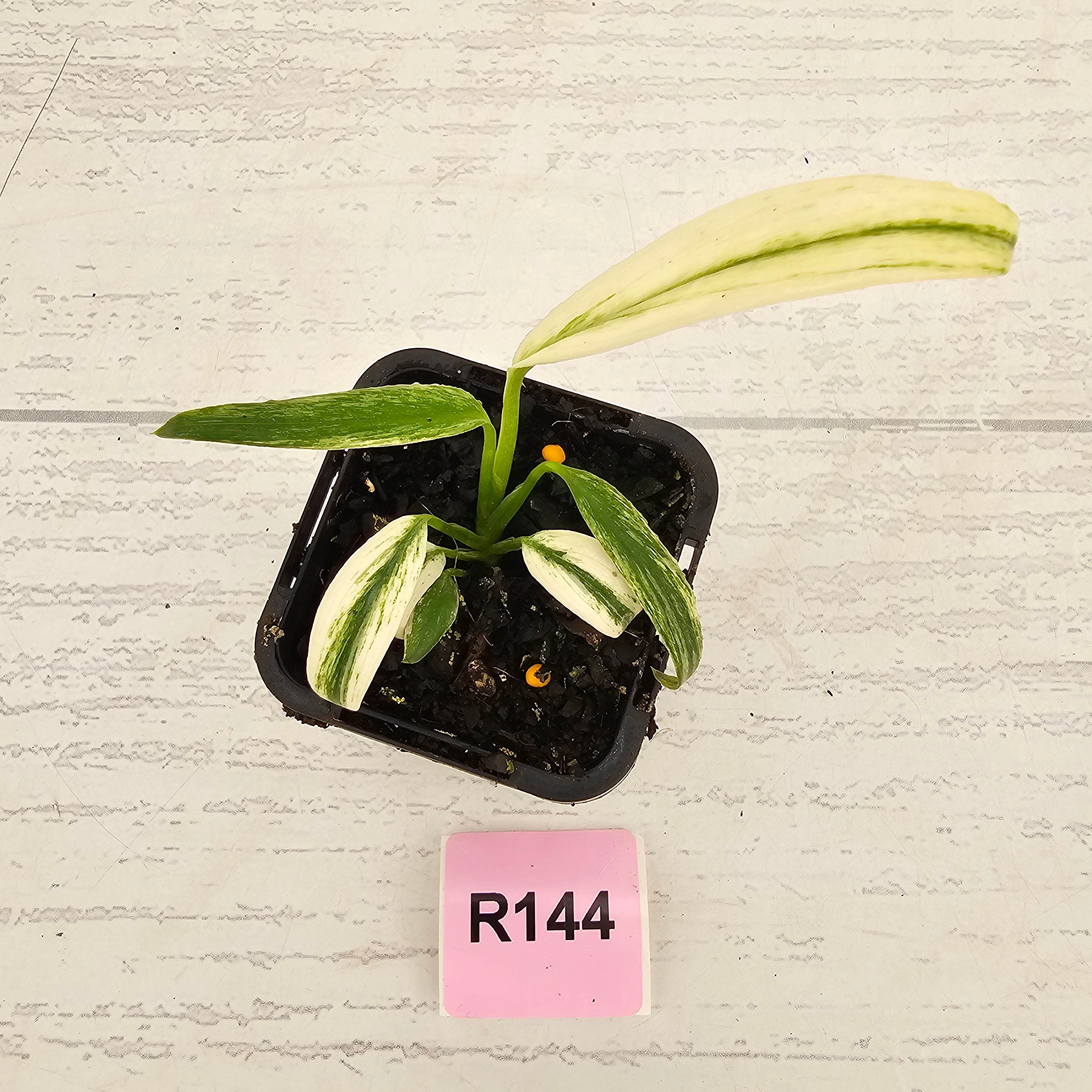 Epipremnum amplissimum variegata 'Albo'