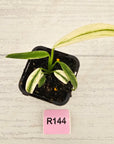 Epipremnum amplissimum variegata 'Albo'