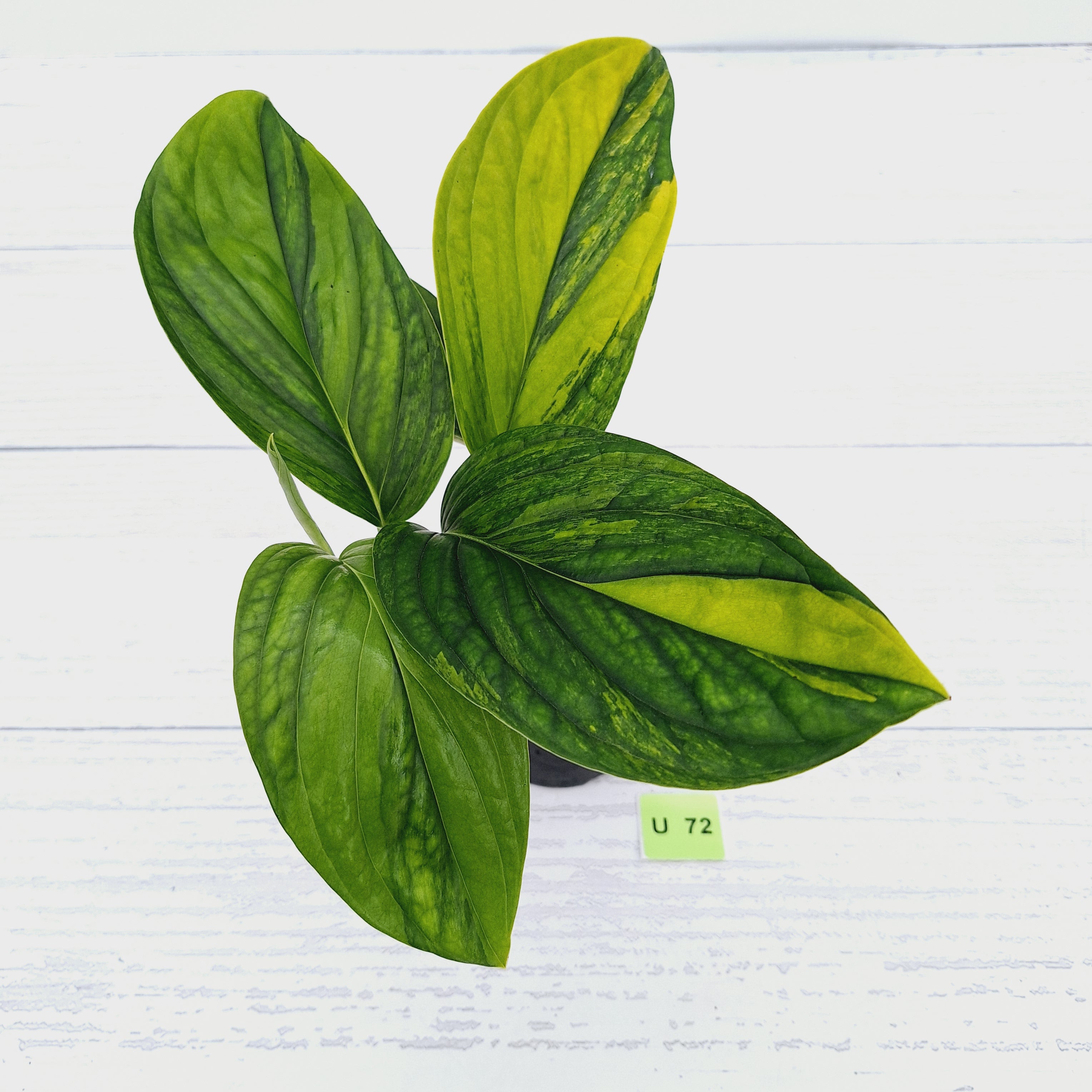 Monstera karstenianum &#39;Peru Variegata&#39;