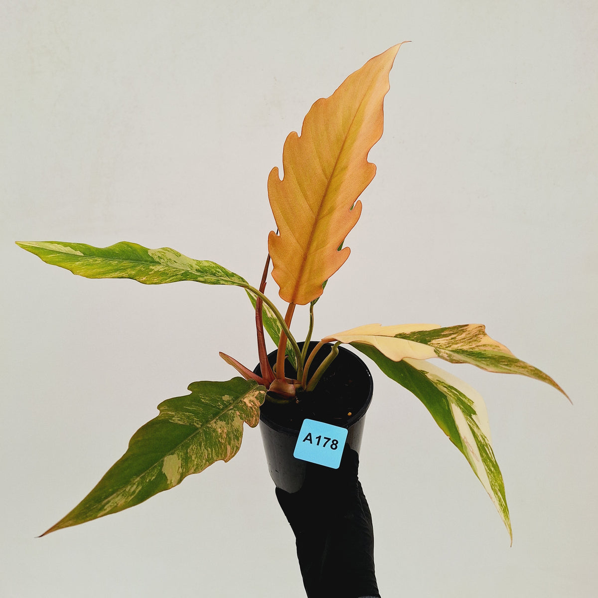 Philodendron serratum 'Caramel Marble' -flash sale