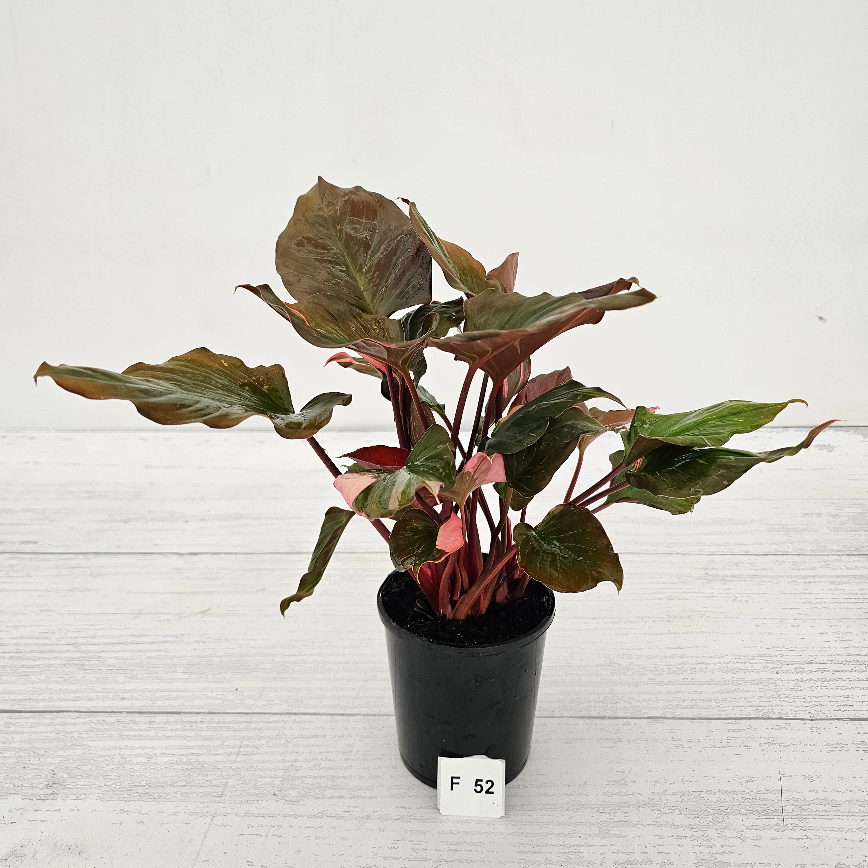 Homalomena rubescens Flaming Red Variegata