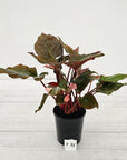 Homalomena rubescens Flaming Red Variegata