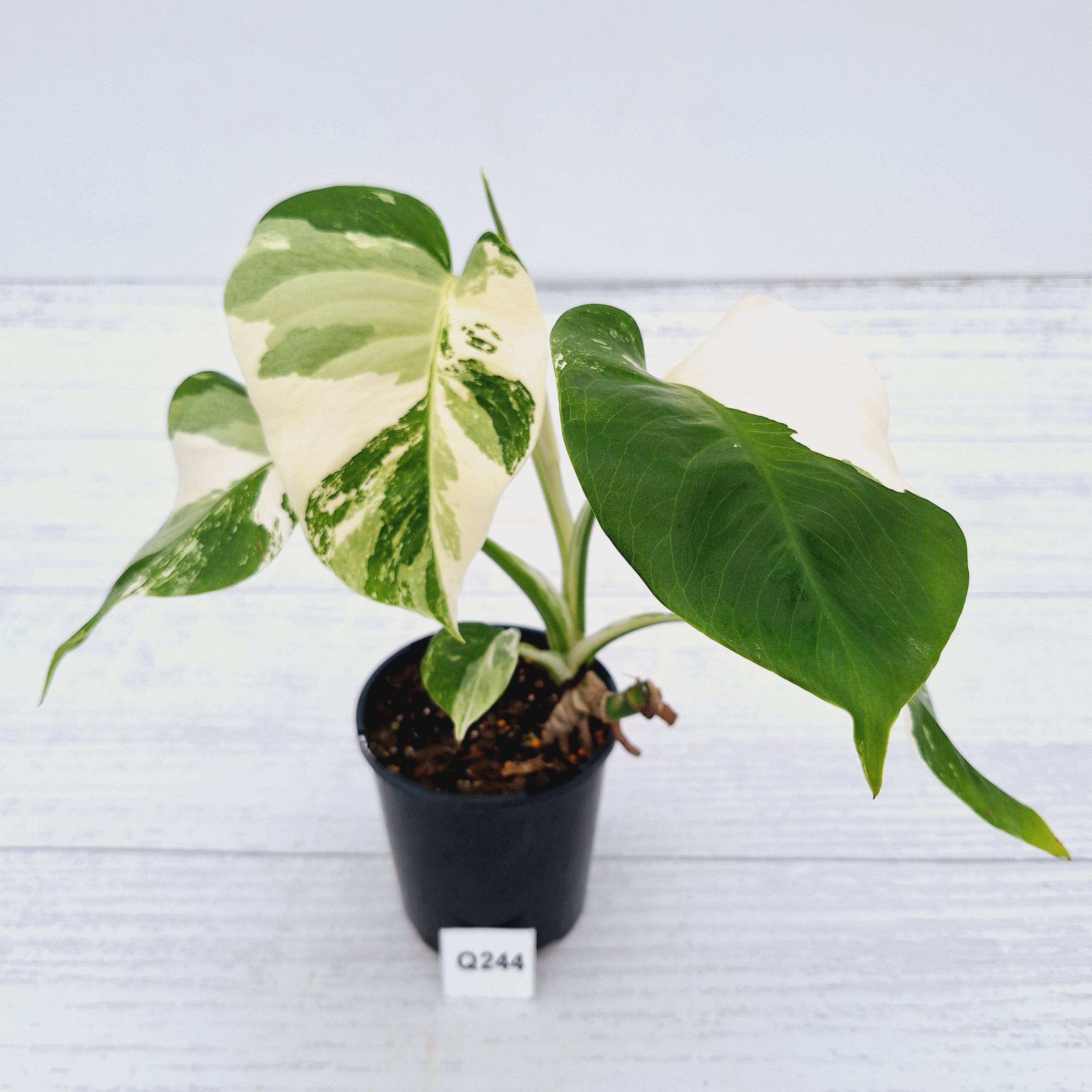 Monstera borsigiana 'Albo'. – Enliven Plants