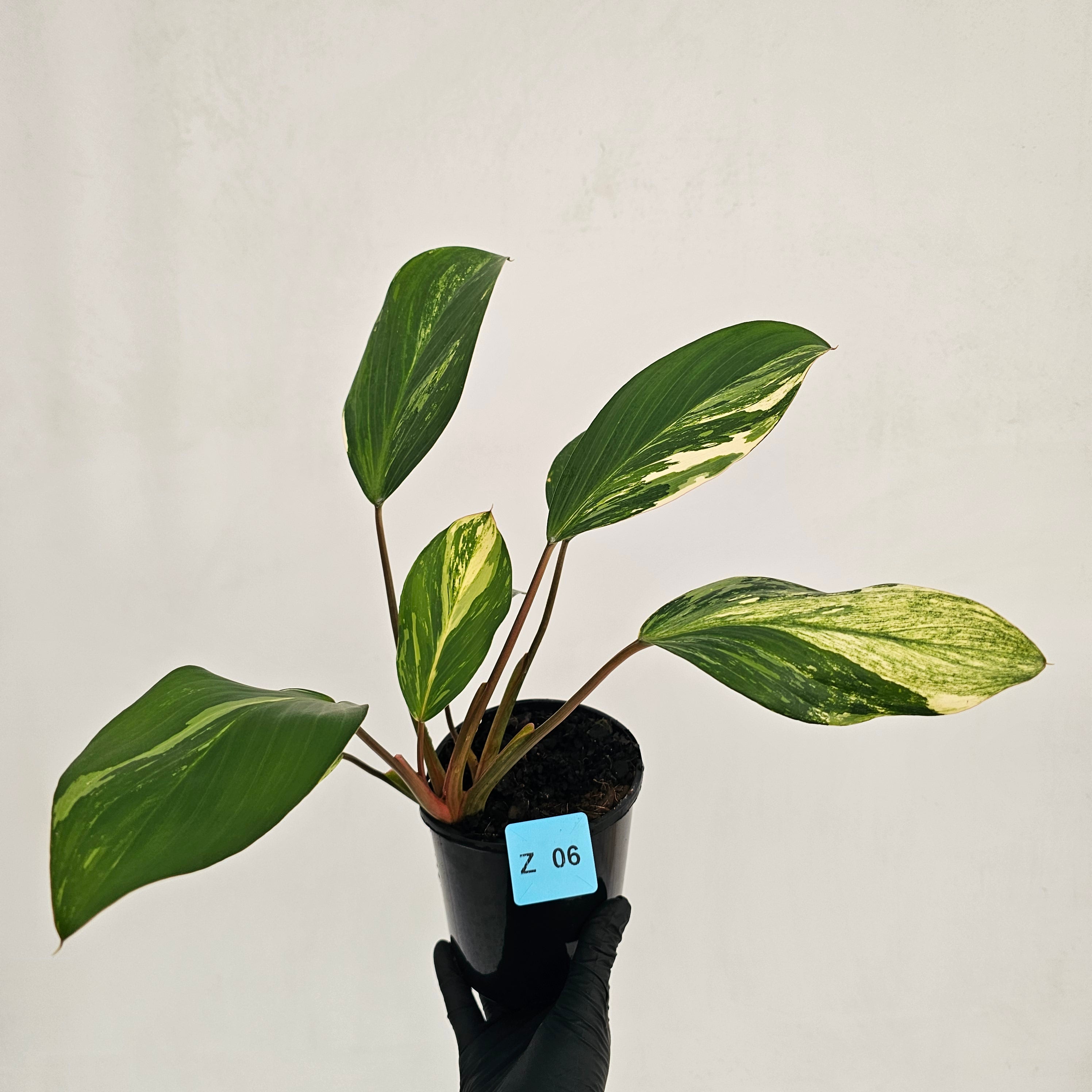 Homalomena Tropical Green Variegata -sale