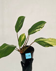 Homalomena Tropical Green Variegata -sale