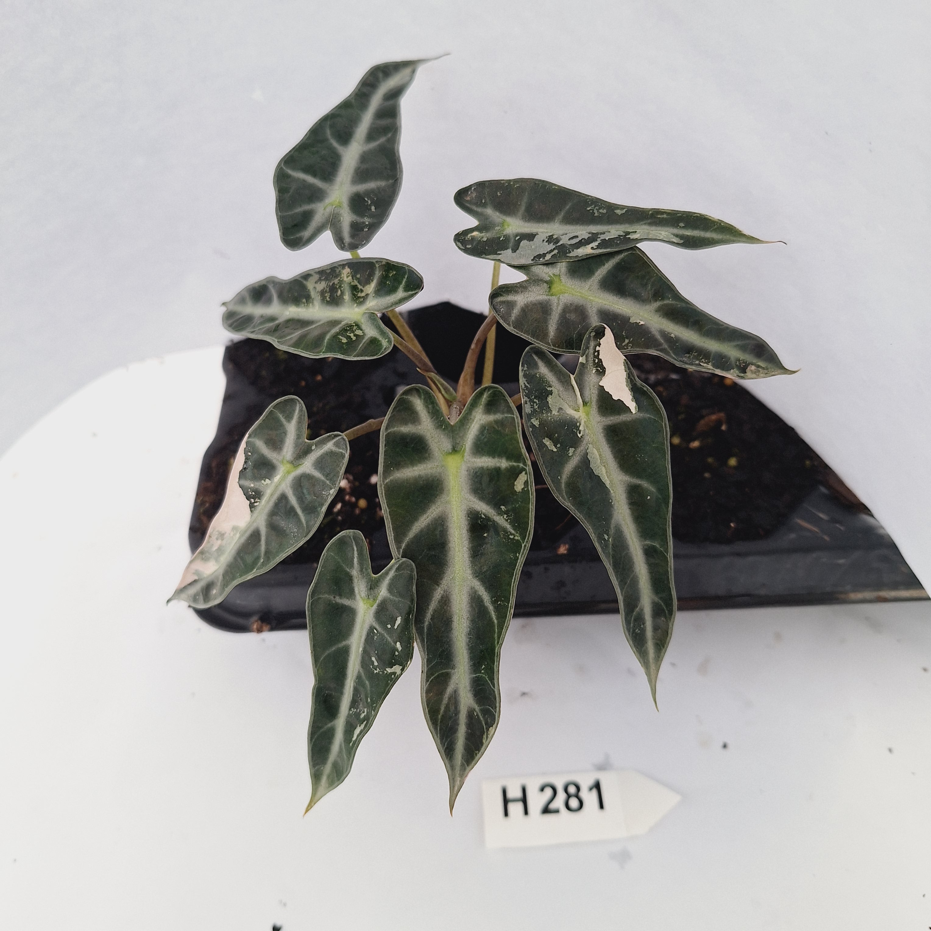 Alocasia Amazonica  bambino Variegata - Bare Bottom Baby - SALE